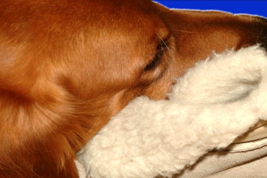 Snuggling with a favorite blanket can soothe a sick dog.