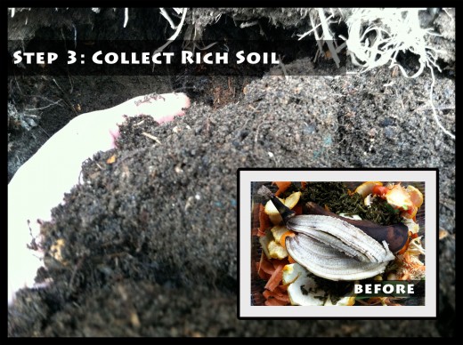 Step 3: Collect Rich Soil