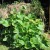 DIY Compost heap with wooden pallets