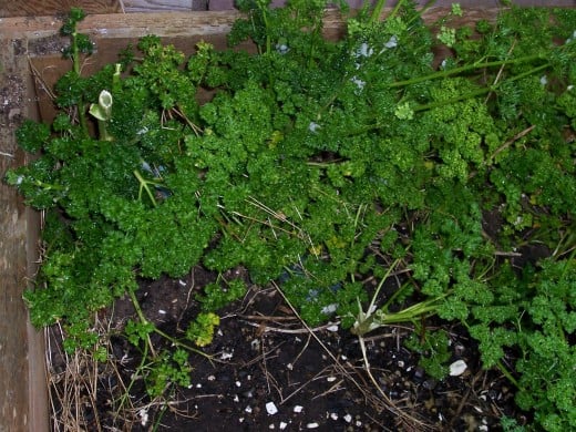 Fresh parsley growing in my garden.