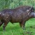 wild boar wild boar