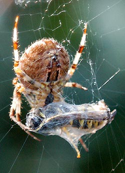 A spider feeding on a wasp