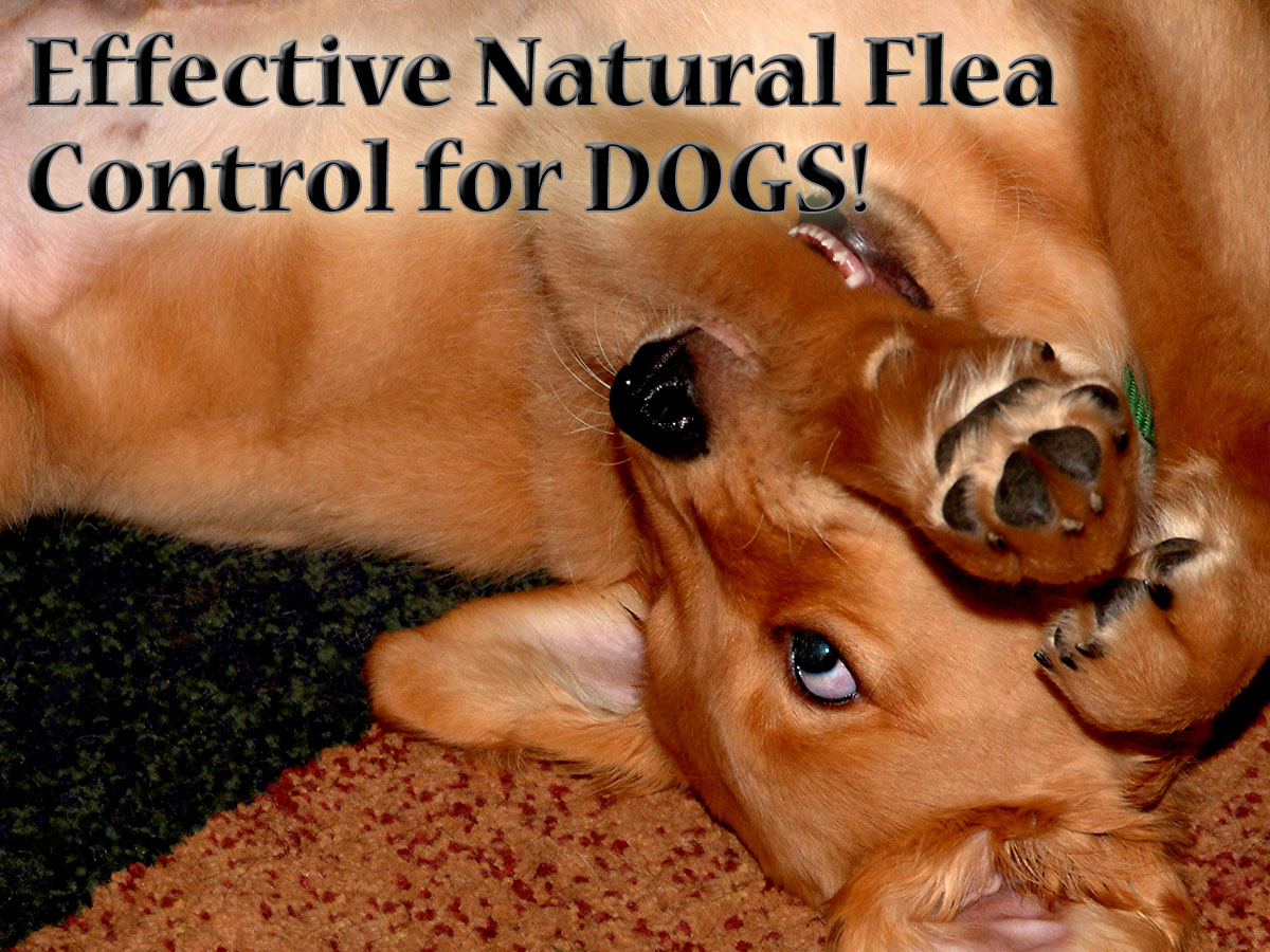 How to Treat Your Dog's Flea Infestation Naturally HubPages