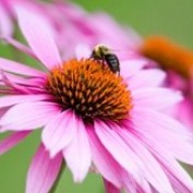 Bellesfleurs profile image
