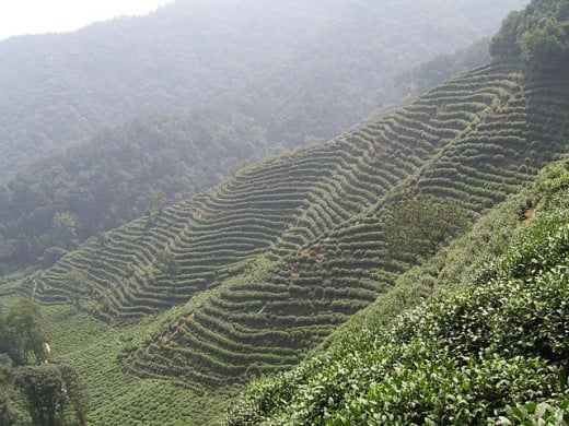Tea plantation in Hangzhou, China. 