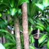 Caring for Dracaena Mass Cane; Corn Plant,  Massangeana