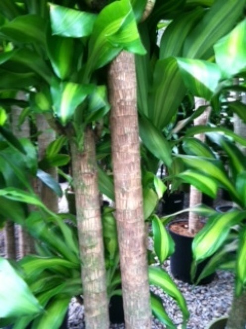 Corn Plant caring for mass cane (corn plant, dracaena massangeana) | dengarden Corn Plant caring for mass cane (corn plant, dracaena massangeana) | dengarden