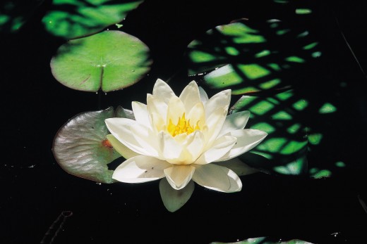 Lotus are abundant in Sterling State Park.
