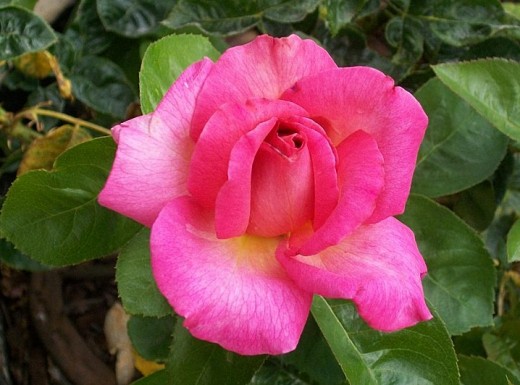 This similar rose to an original Peace rose has more vibrant pink colors. Grown by my brother, Don.
