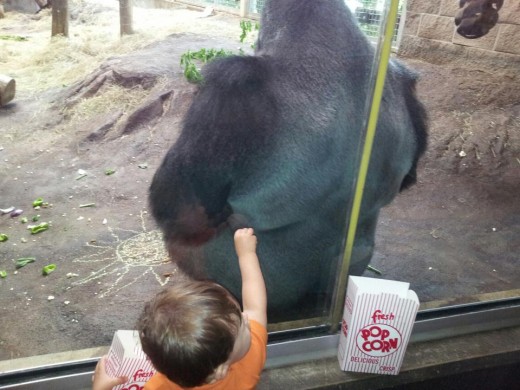 "Monkey? Want some popcorn?"