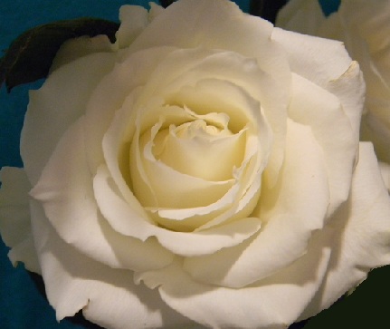 This creamy white rose seems to exude perfection, purity, hope.