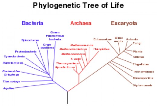 General characteristics of Archaebacteria ( Ancient bacteria) | hubpages