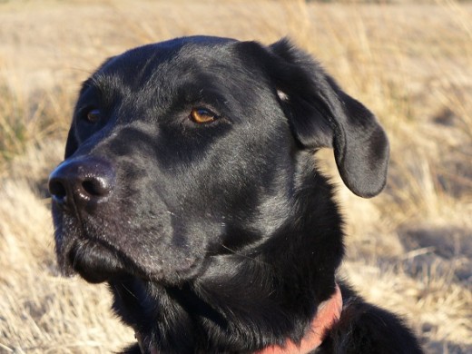 I was pleased with this photograph I took of Bruno at Windy Ridge near Burnley