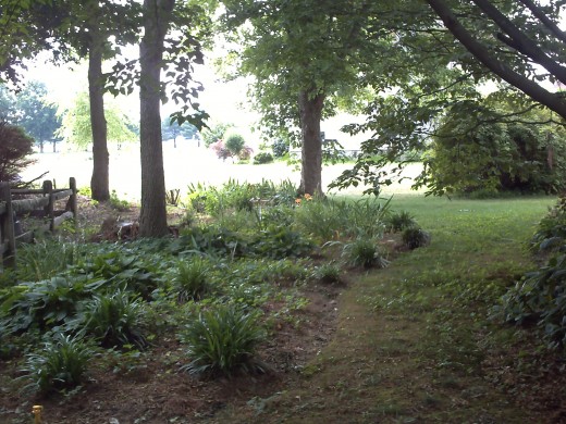 My shade garden