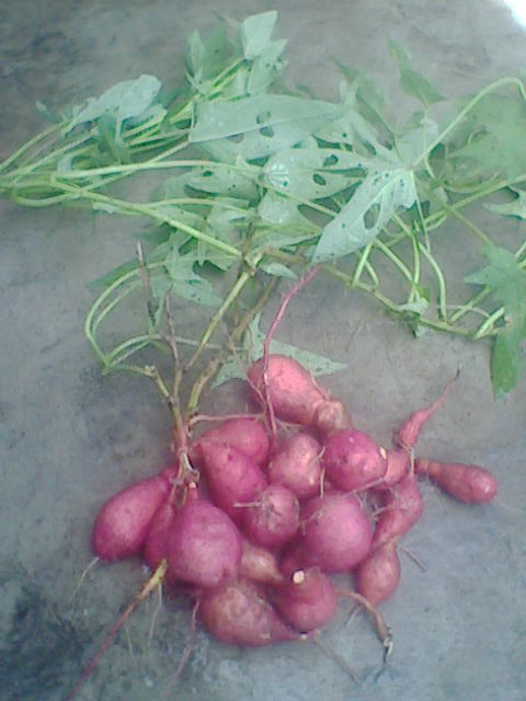 Sweet Potato - loaded with carbohydrates in the form of starch & sucrose.