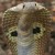Indian Cobra is considered one of the deadliest creatures. It grows to a length of 1.8 - 2.2 meters long. Its hood of flexible neck ribs and loose skin is displayed. Indian Cobra is considered one of the deadliest creatures. It grows to a length of 1.8 - 2.2 meters long. Its hood of flexible neck ribs and loose skin is displayed.