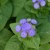 Blue Ageratum Flower