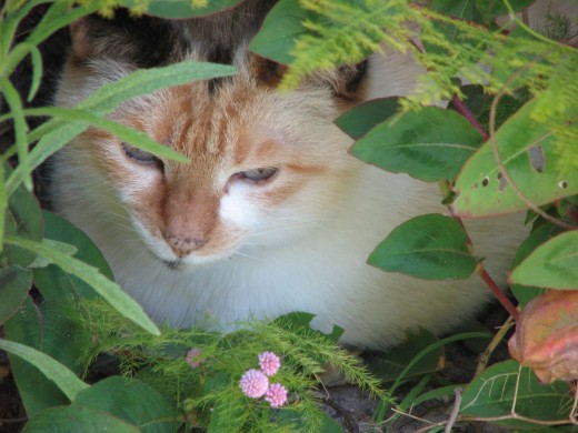 Sassy peeking from behind the bushes