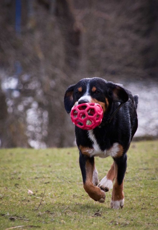 A relaxed dog is more likely to co-operate so take him out for a nice long walk before your photo shoot.