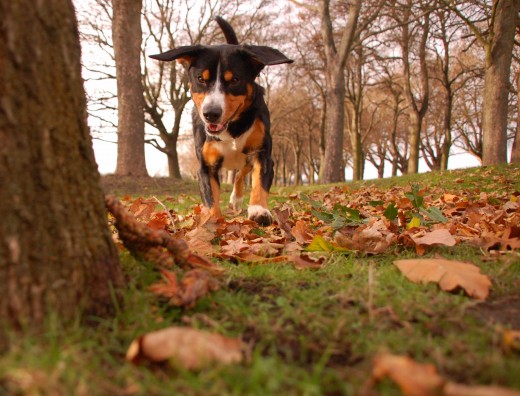 Photograph your dog from his level, doing what he loves the most - in this case searching for a favourite toy
