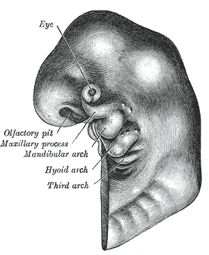 See: http://en.wikipedia.org/wiki/Embryo_drawing