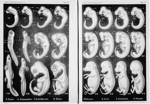'Embryos of ﬁsh (F), salamander (A), tur tle (T), chick (H), pig (S), cow (R), rabbit (K), and human (M), at "very early", "somewhat later" and "still later" stages, from Haeckel's Anthropogenie published in 1874Public domain ~ copyright expired. See