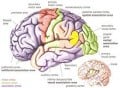 Aphasia Symptoms Causes and Treatment