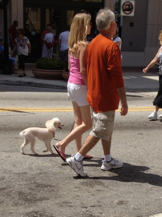 It is customary for patrons to stroll through the venue as they walk their dogs. 