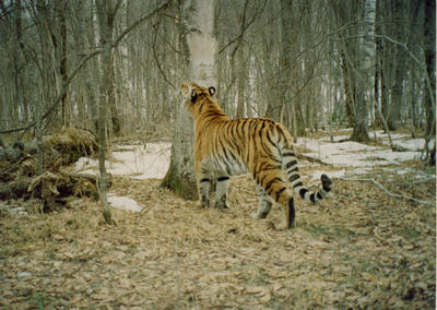 Rubbing its lips and face on a tree, "scratching an itch"