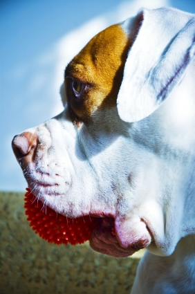 Larger Breed Dogs Benefit from the Support of a Memory Foam Dog Bed