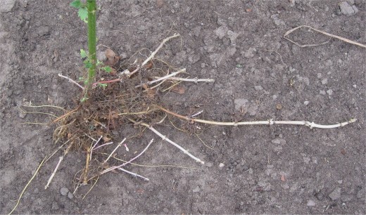 The roots of the nettle, always see your doctor before taking this for an enlarged prostate, to rule out cancer and to check for contra-indications.