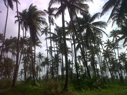 "Manzanilla" Trinidad