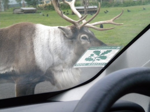 I had to wait several minutes for this reindeer to move. Fascinating to see them this close.