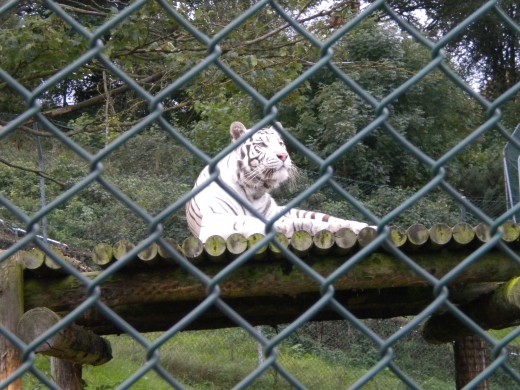 A White Tiger
