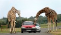 Great Days Out in the Midlands: West Midlands Safari Park