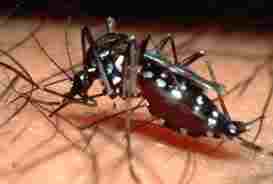 The distinctive Aedes aegypti mosquito at lunch