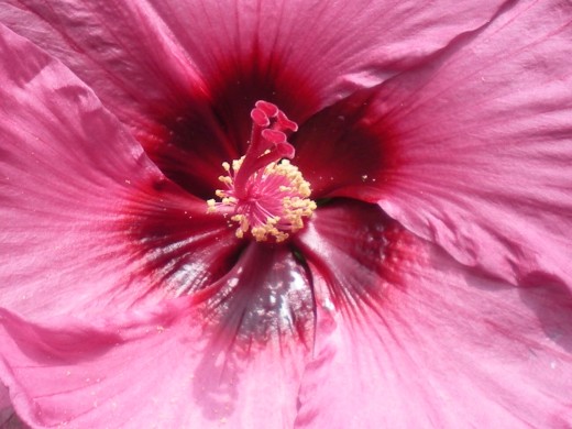 I love the beautiful color in this hibiscus flower.