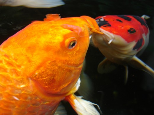 Koi are an excellent example of fish whose space requirements cannot be determined by their adult size alone.