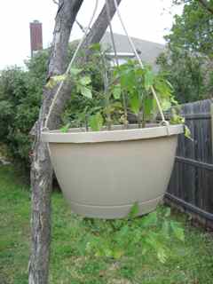 Top and bottom hanging planter.