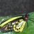 Photo 3 - This one has nearly fluorescent coloring, and so many different colors.  I am amazed.  This one is called Cairns Birdwing, or Troides Priamus.