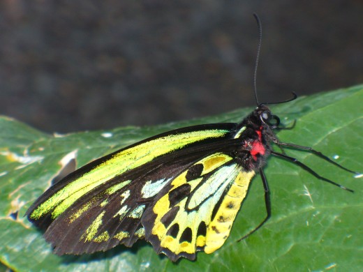 Photo 3 - This one has nearly fluorescent coloring, and so many different colors.  I am amazed.  This one is called Cairns Birdwing, or Troides Priamus.