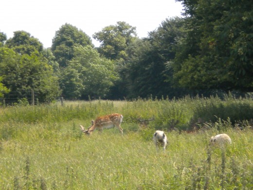 A fallow deer buck grazing alongside some Jacob's sheep.