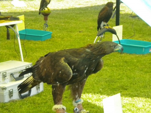 The golden eagle- easily the most impressive bird on display.