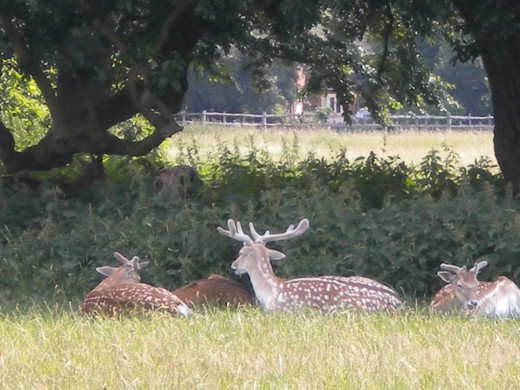 Fallow deer bucks relaxing in the sun.