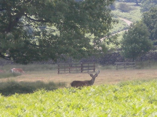 This red deer stag got spooked out by my rather noisy Jack Russell; so I was lucky to get this shot of him.