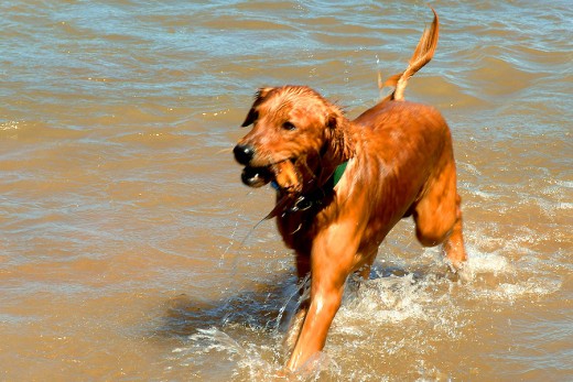 Make sure your dog doesn't have allergies before taking him out for a swim!