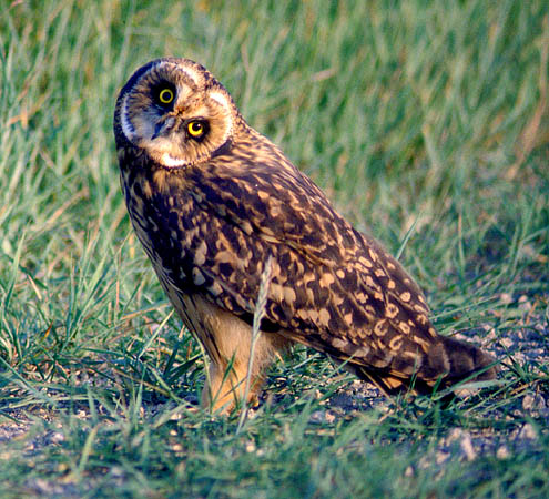 Male Short-eared Owl.