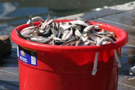 Buckets can be filled with dead fish