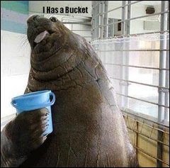 Buckets supply an endless source of entertainment for Internet jokes.