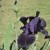 First Black Iris Detail First Black Iris Detail